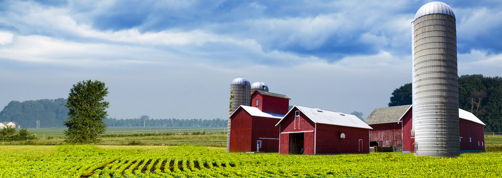 Rural family farm in central Minnesota with a red barn, red outbuildings, and multiple silos